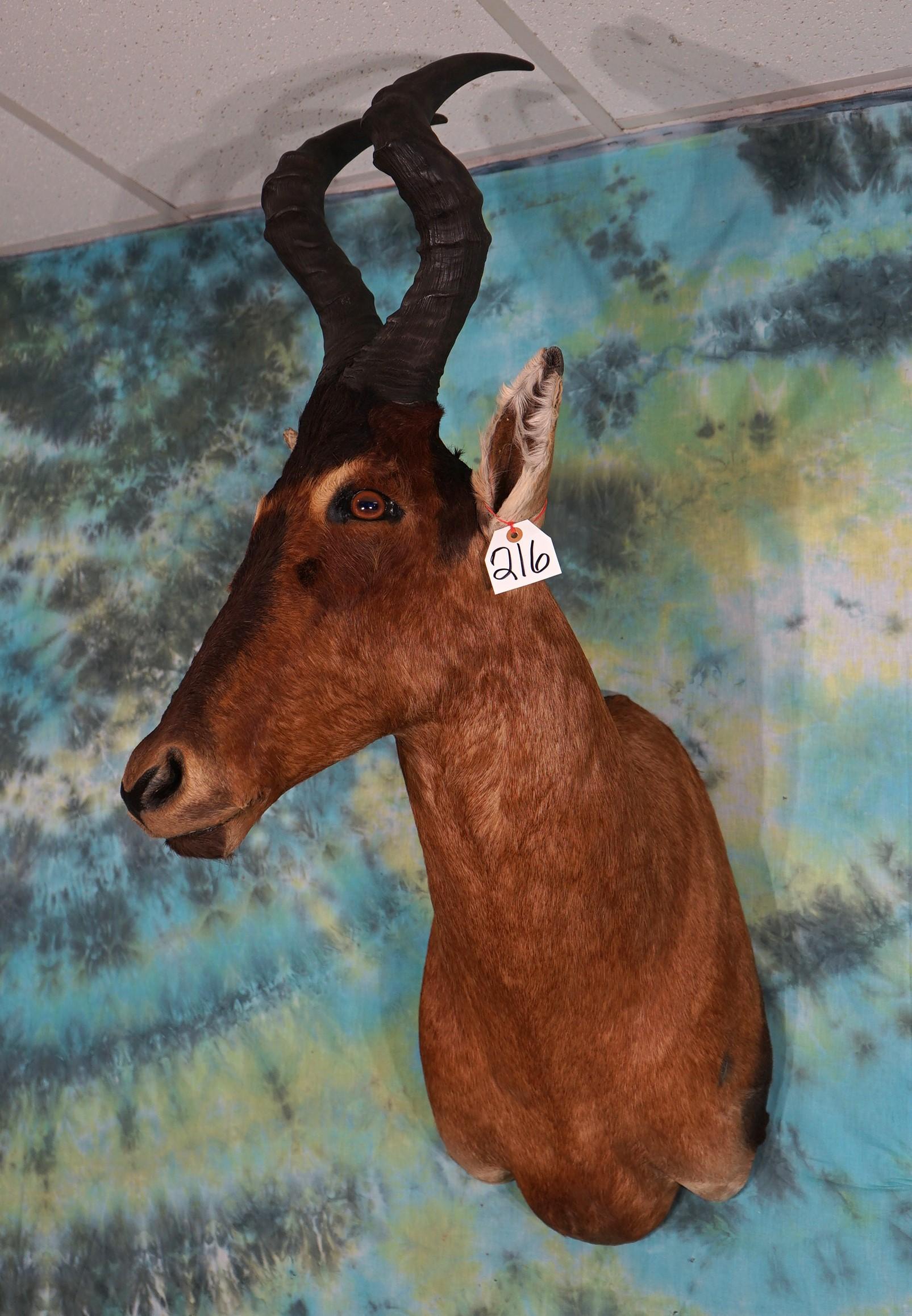 Red Cape Hartebeest African Antelope Shoulder Taxidermy Mount