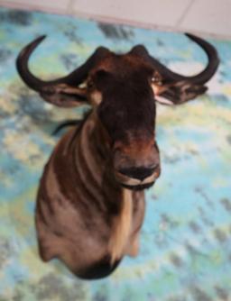 African White Bearded Wildebeest Shoulder Taxidermy Mount