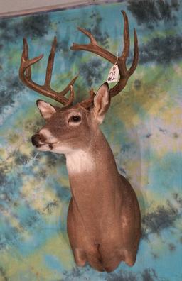 9pt. Texas Hill Country Whitetail Deer Shoulder Mount Taxidermy