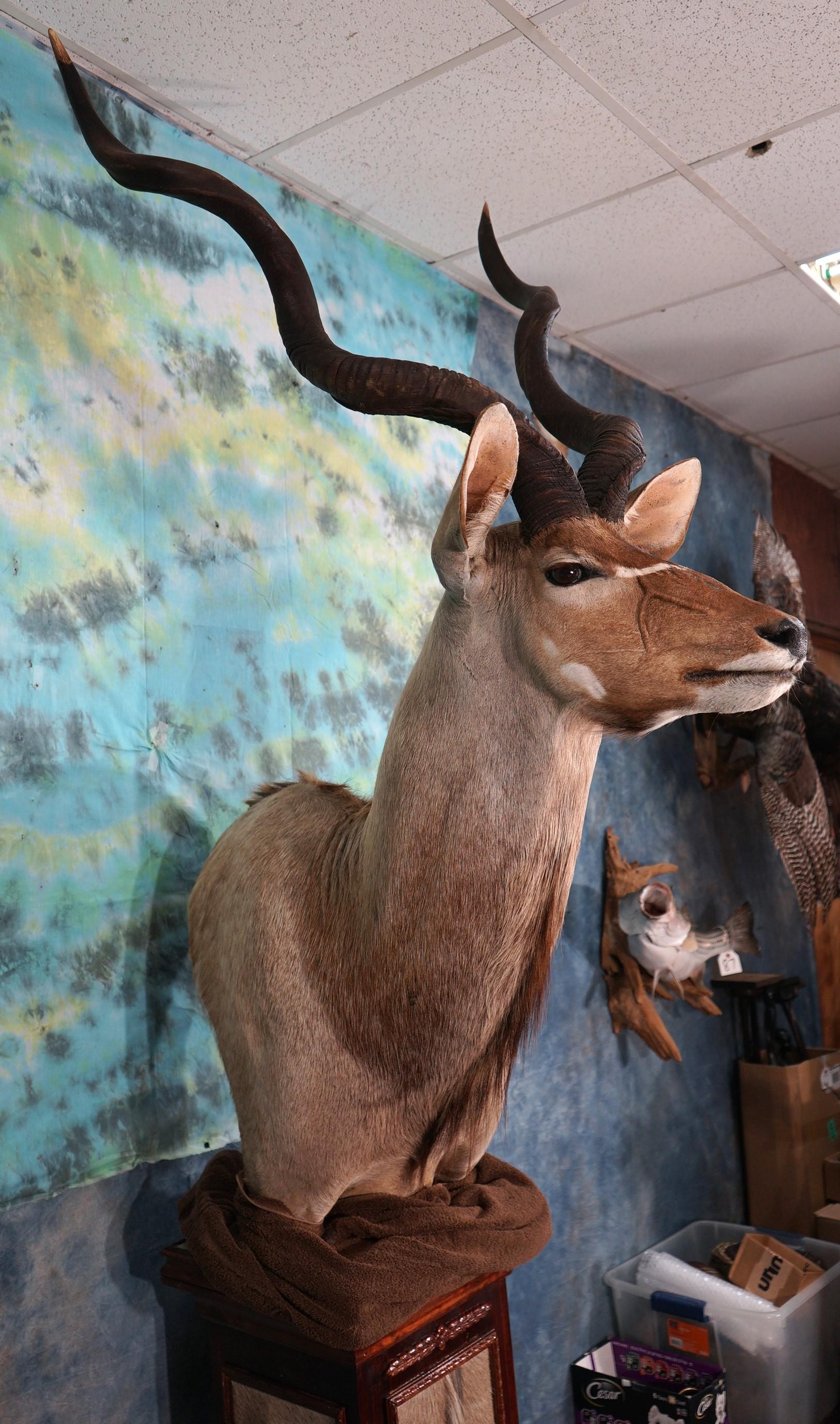 African Greater Kudu Shoulder Floor Pedestal Taxidermy Mount