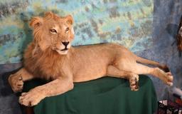 African Lion Full Body Taxidermy Mount **Texas Residents Only!**