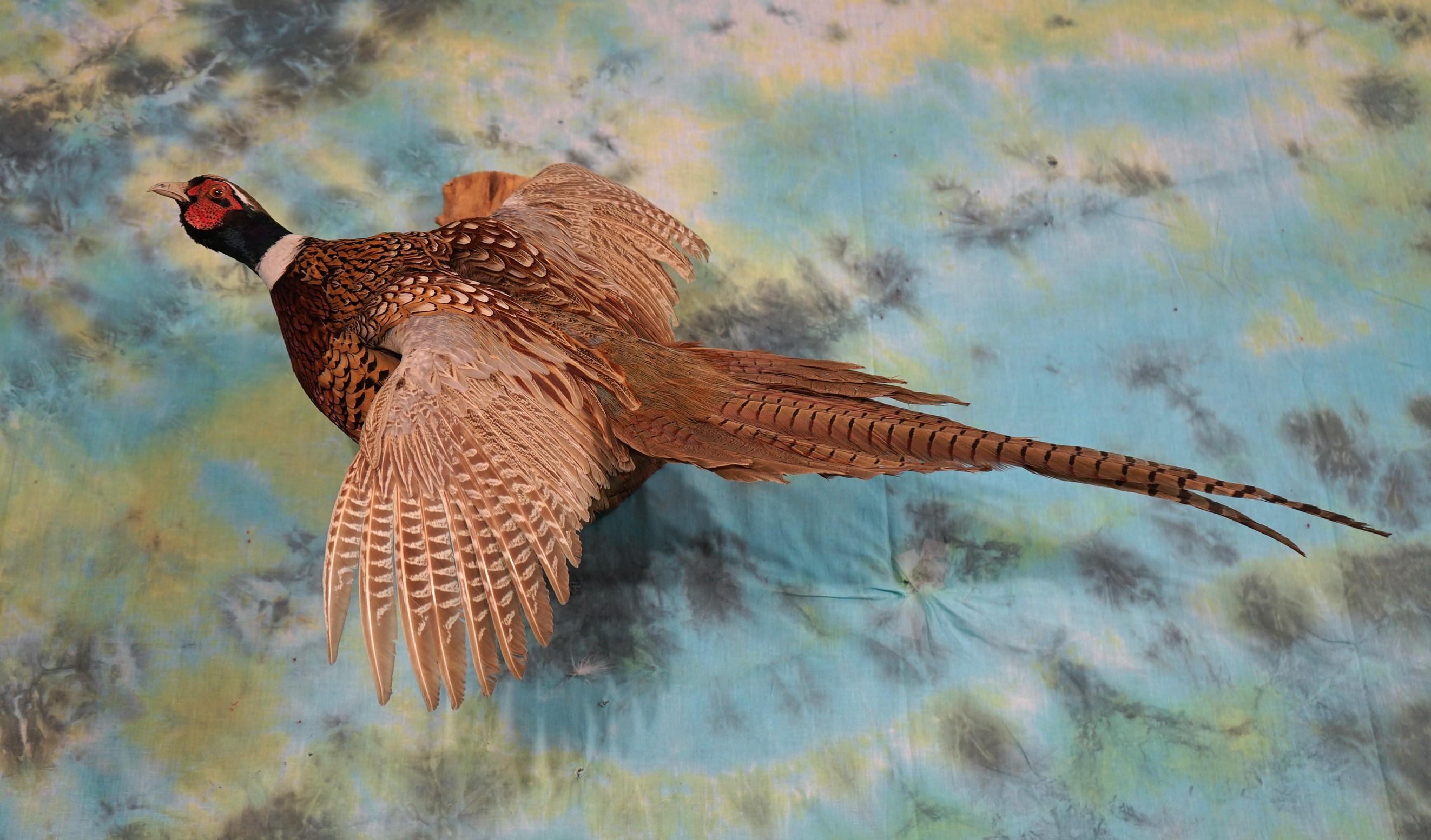 Flying Ringneck Pheasant Taxidermy Bird Mount