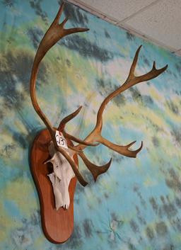 Caribou Antlers on Panel Taxidermy Mount