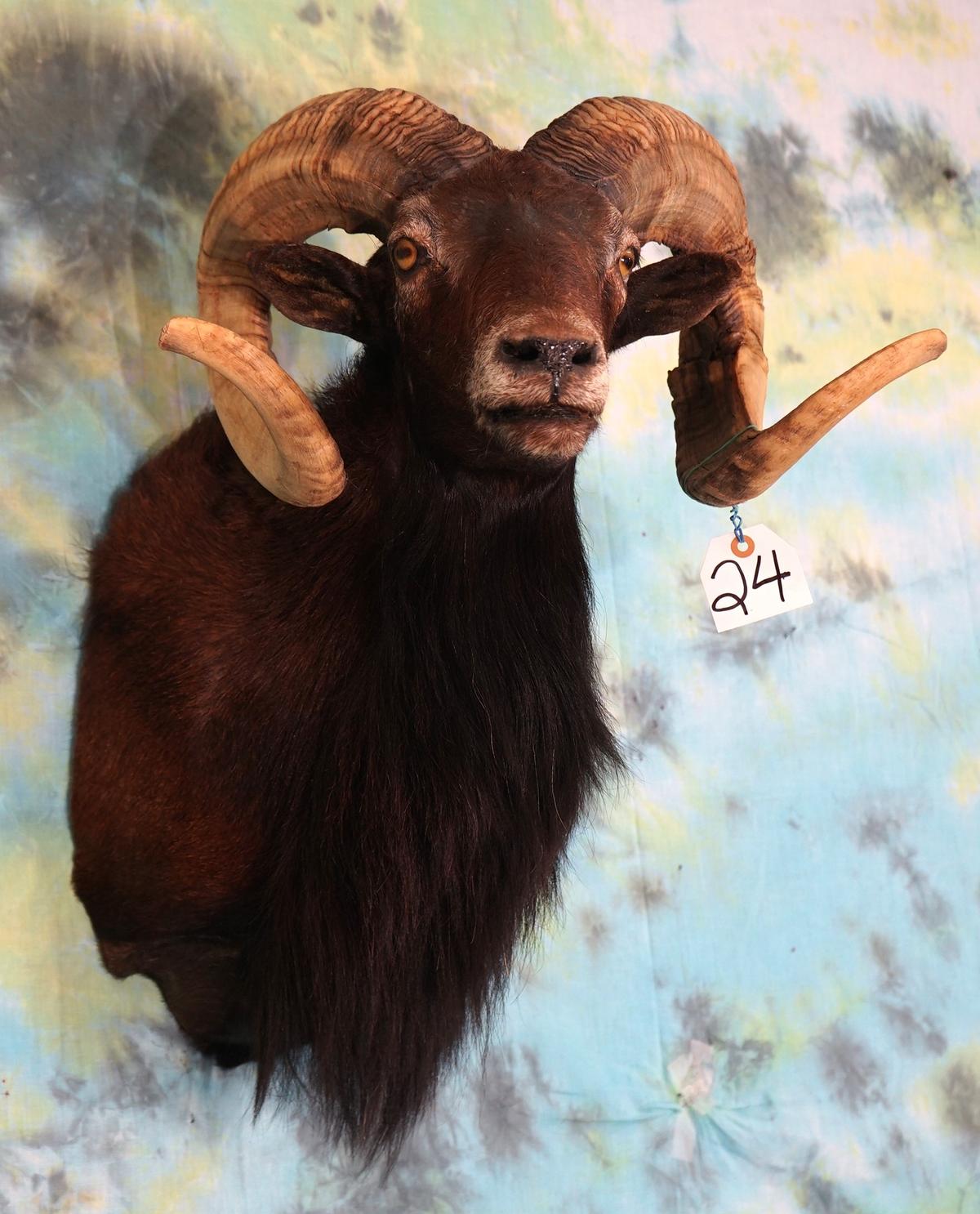 Black Hawaiian Ram Shoulder Sheep Mount Taxidermy