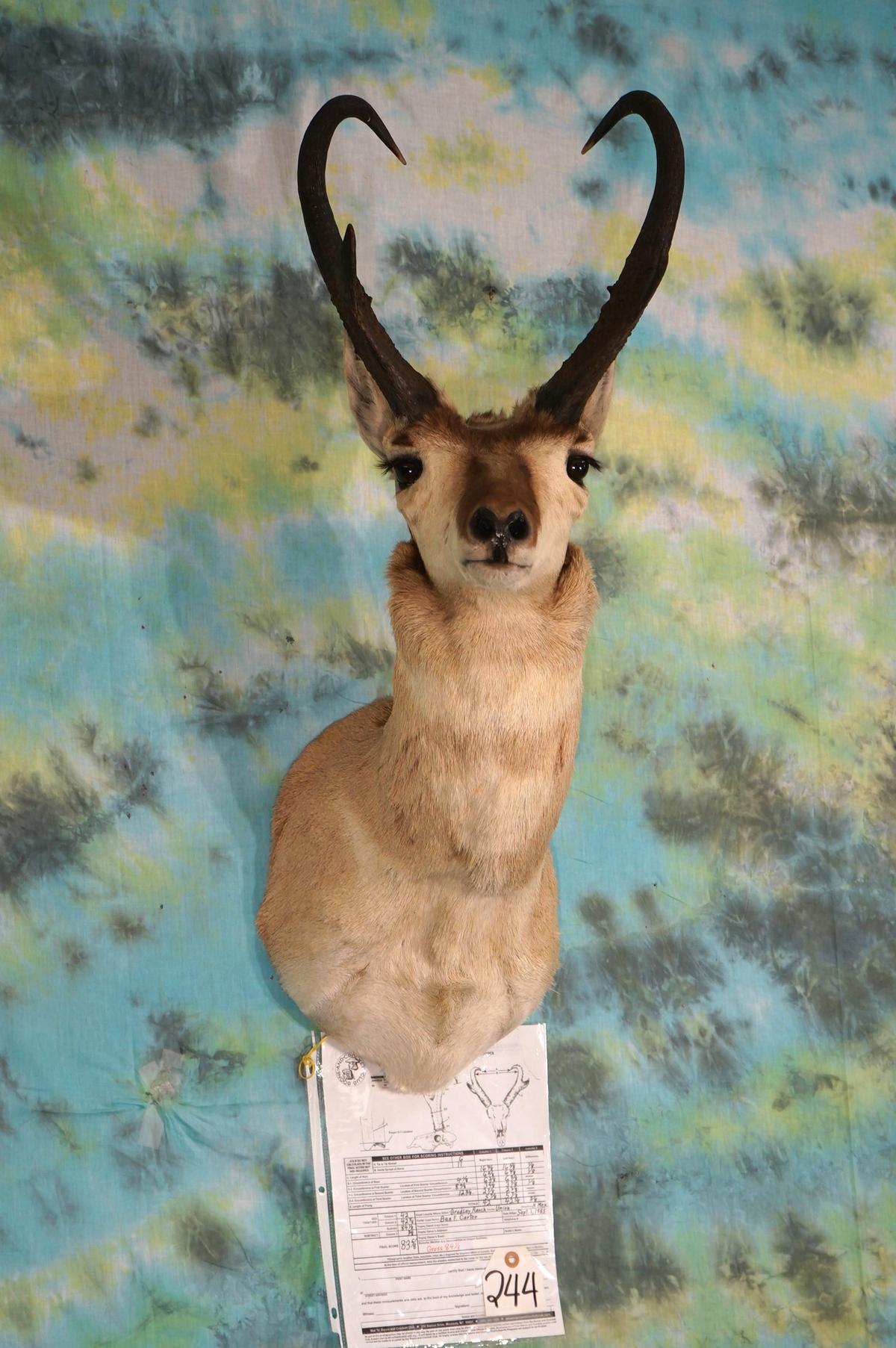 Boone & Crockett net 83 6/8" Pronghorn Antelope Shoulder Taxidermy Mount