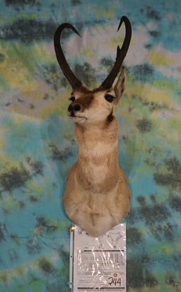 Boone & Crockett net 83 6/8" Pronghorn Antelope Shoulder Taxidermy Mount