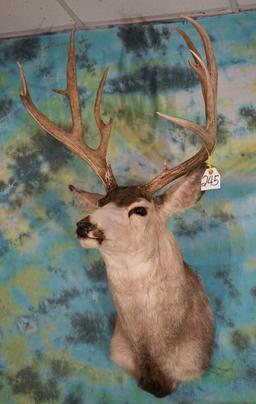 Big 197 4/8" gross Mule Deer Shoulder Taxidermy Mount