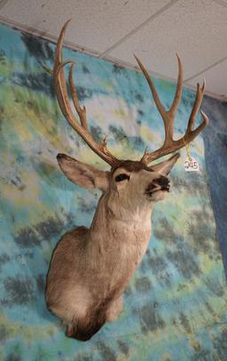 Big 197 4/8" gross Mule Deer Shoulder Taxidermy Mount