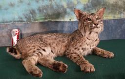 Full Body Bobcat Taxidermy Mount