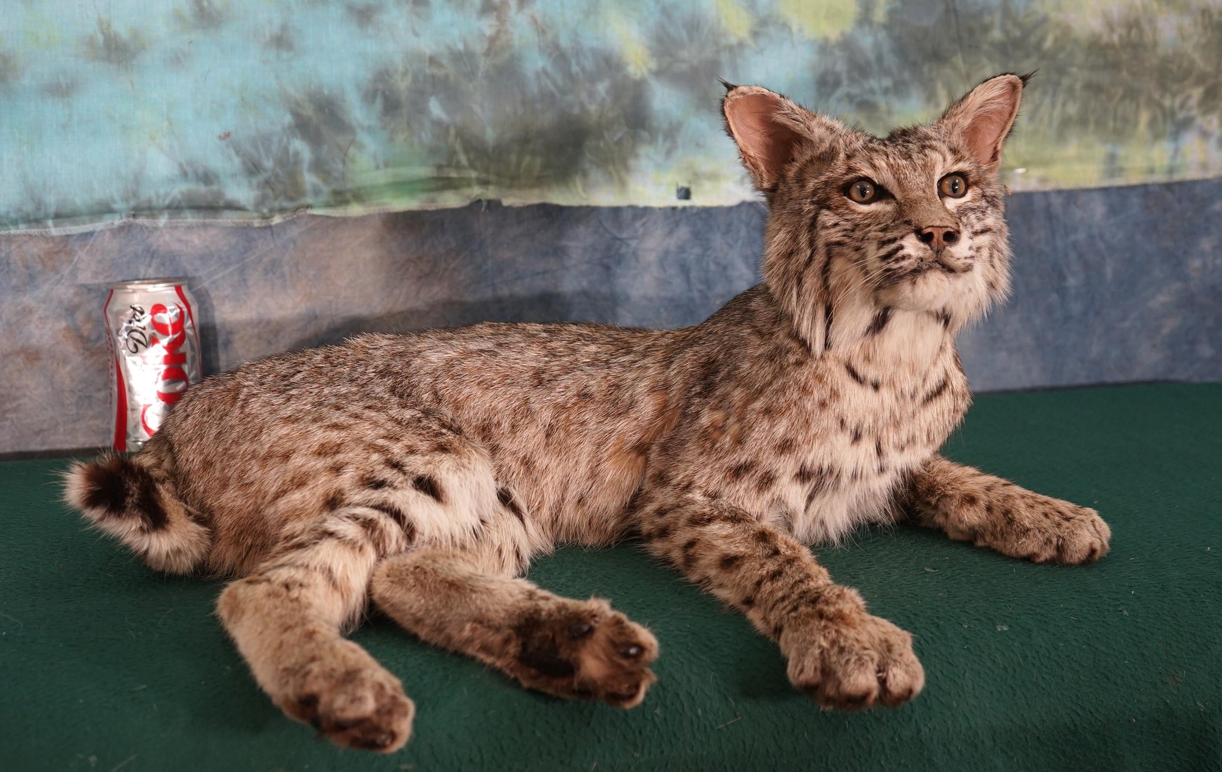 Full Body Bobcat Taxidermy Mount