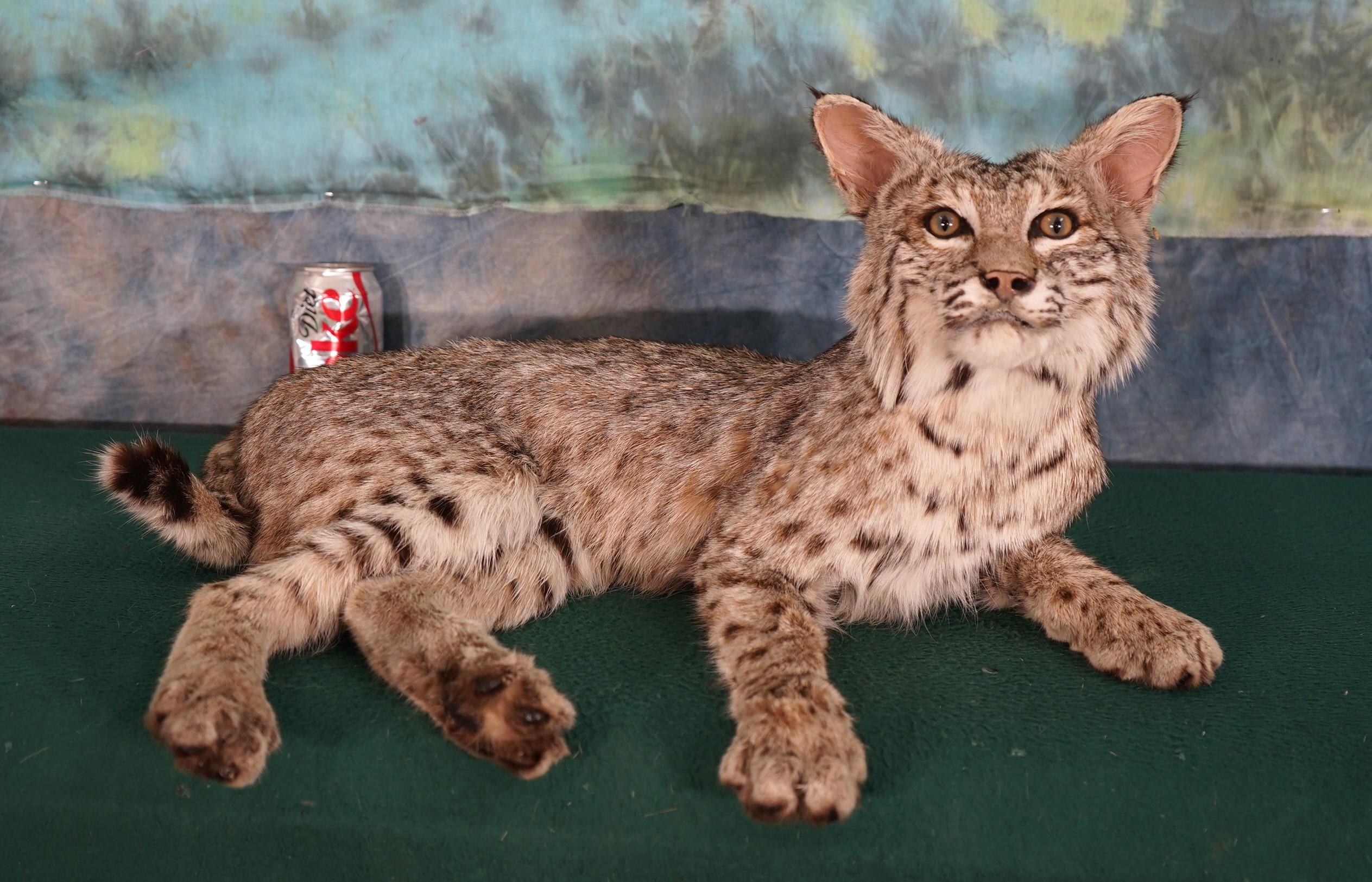 Full Body Bobcat Taxidermy Mount