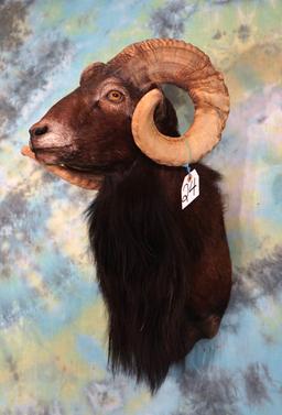 Black Hawaiian Ram Shoulder Sheep Mount Taxidermy