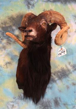 Black Hawaiian Ram Shoulder Sheep Mount Taxidermy