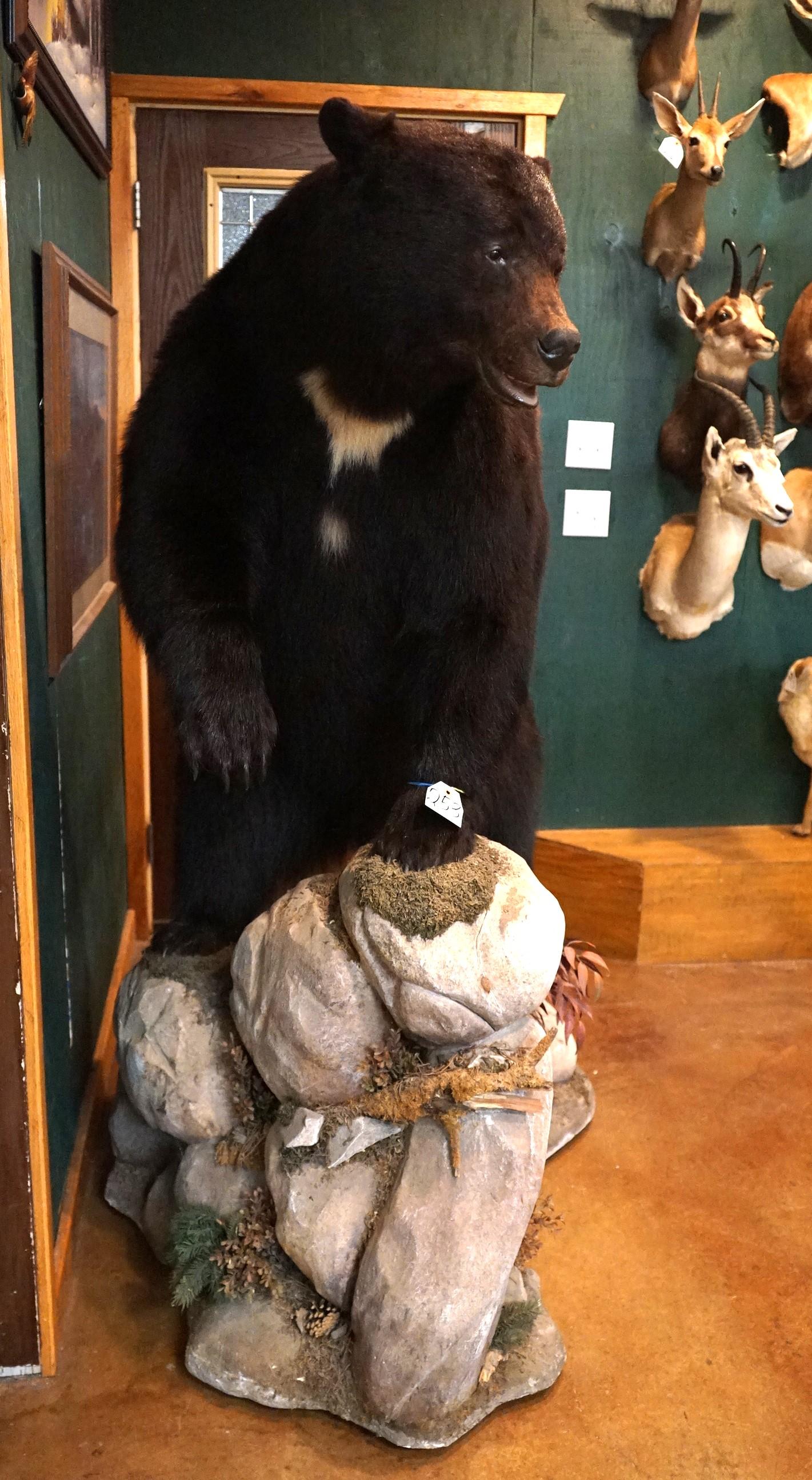 Large Full Body Black Bear Taxidermy Mount