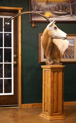 Gold Medal 41" Scimitar Horned Oryx Floor Pedestal Taxidermy Mount