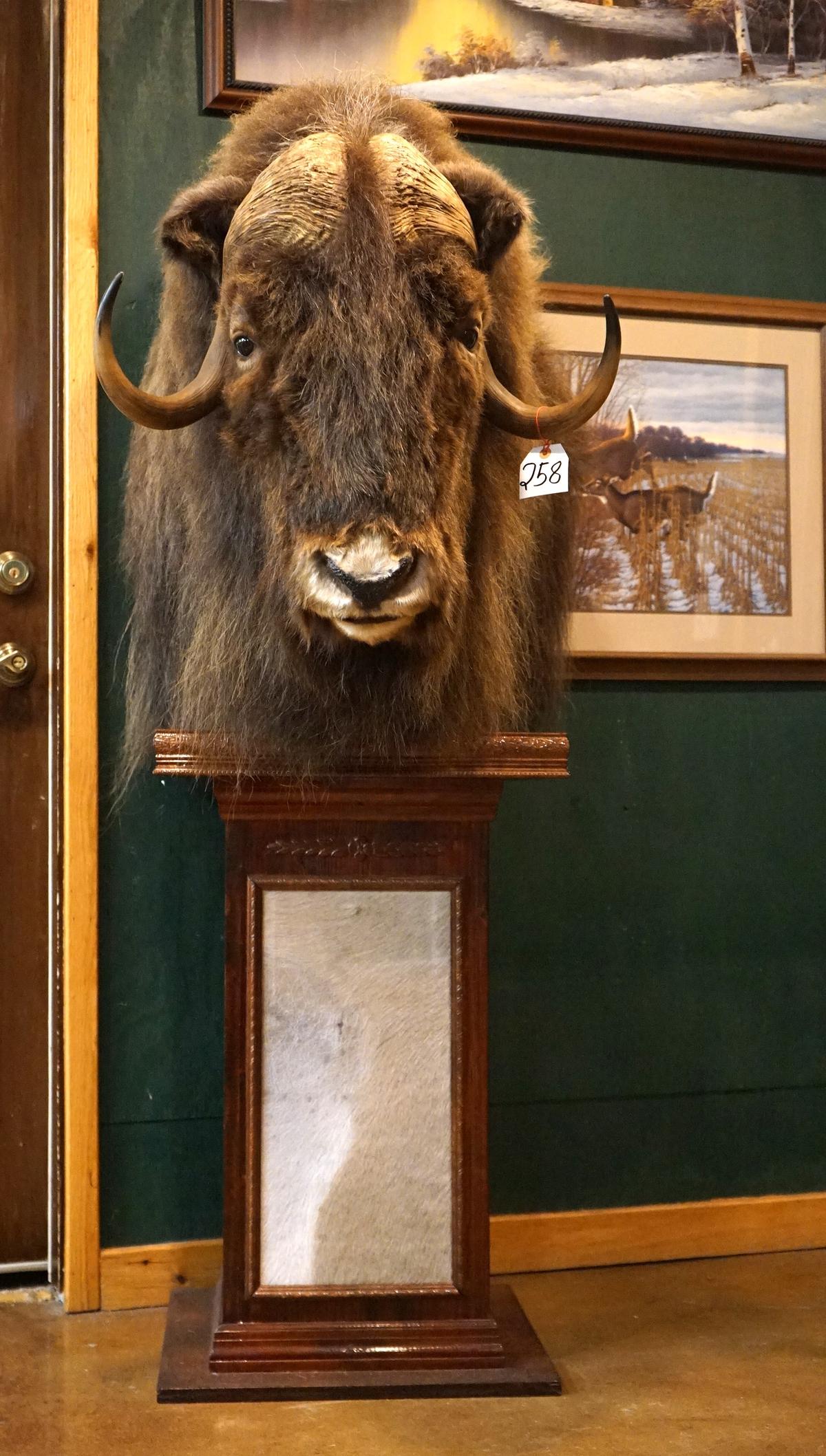 Cool! Muskox Shoulder Floor Pedestal Taxidermy Mount