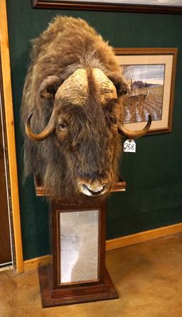 Cool! Muskox Shoulder Floor Pedestal Taxidermy Mount