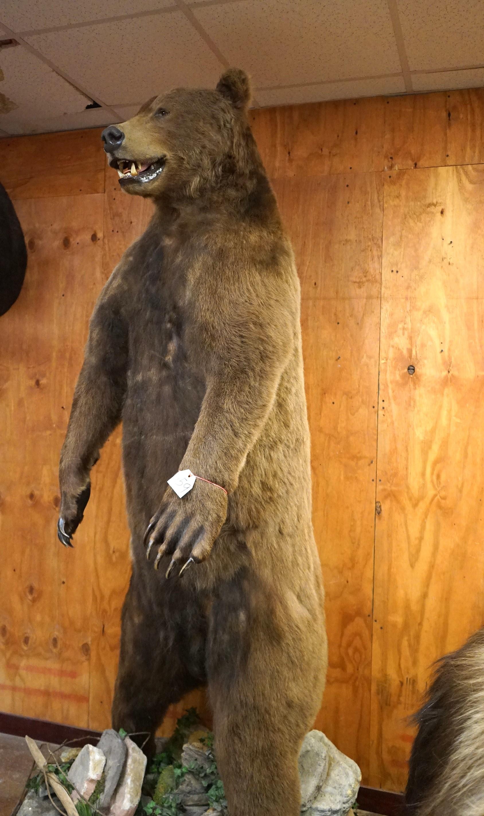 Boone & Crockett 10ft. Standing Brown Bear Full Body Taxidermy Mount