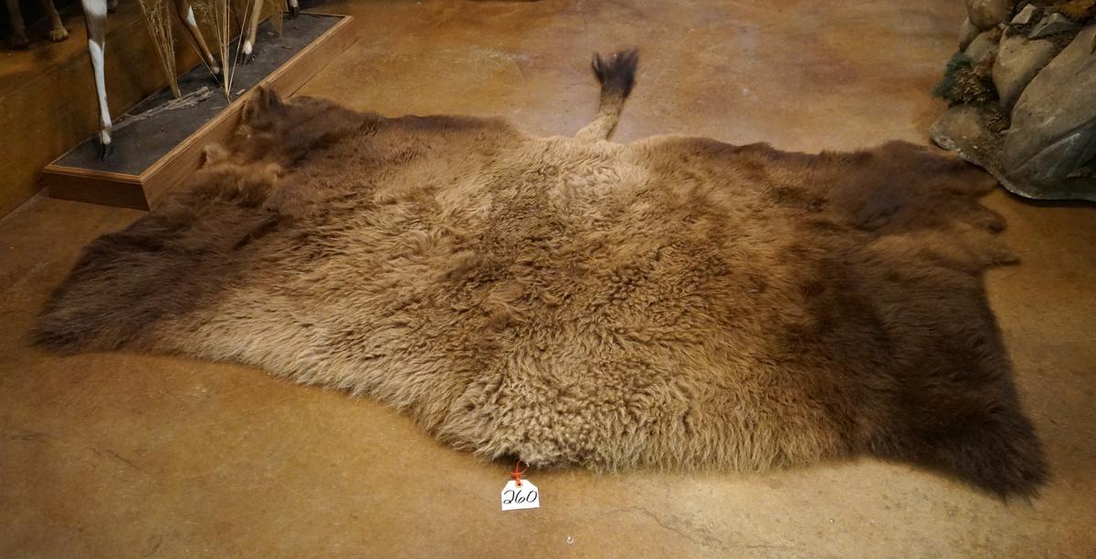 American Bison Half Tanned Backskin Taxidermy Mount