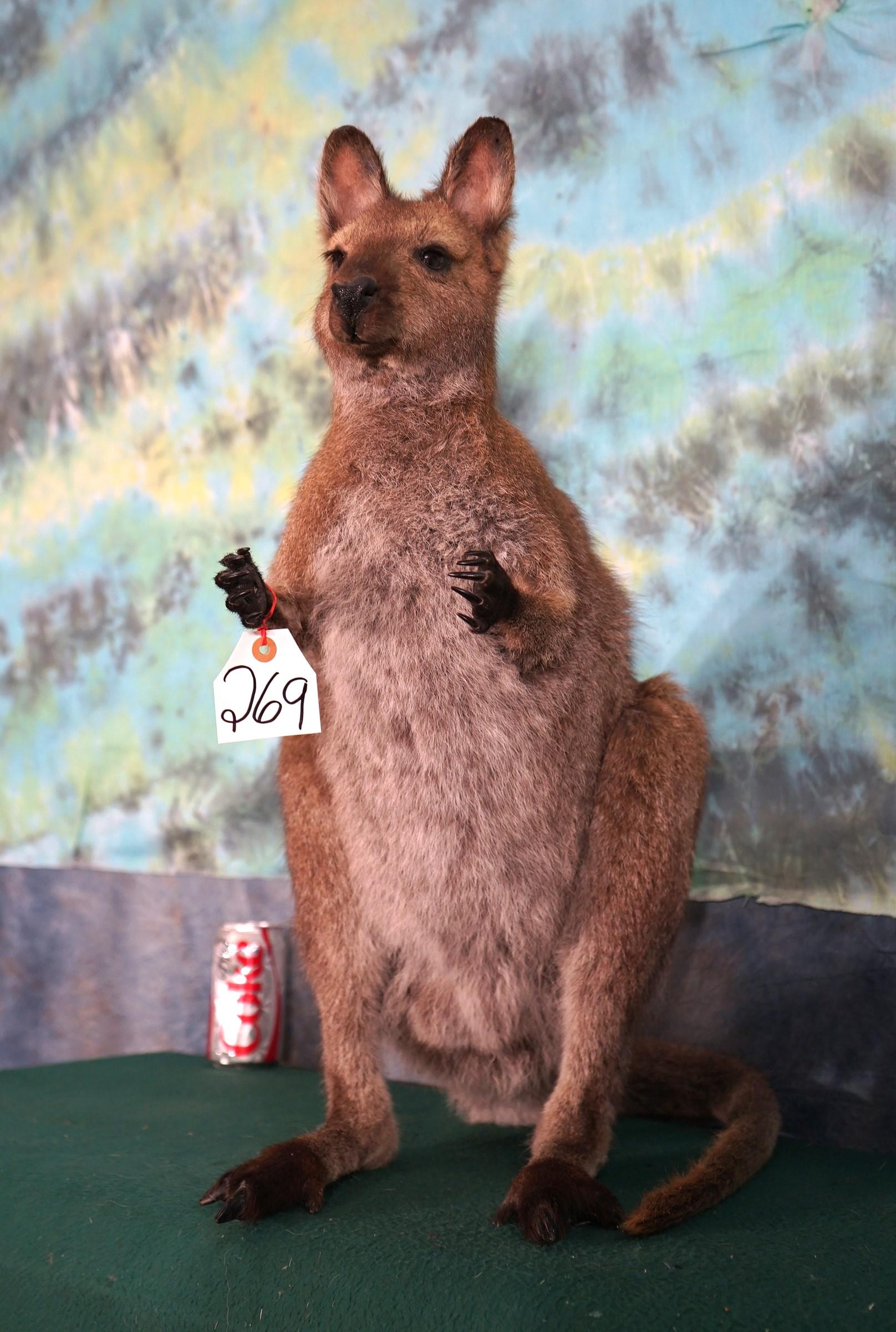 Full Body Wallaby Taxidermy Mount