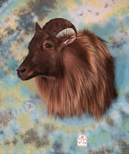 Majestic Himalayan Tahr Shoulder Taxidermy Mount