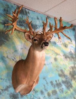 Madusa # 2 66pts. 285+ gross Monster Missouri Whitetail Deer Shoulder Taxidermy Mount