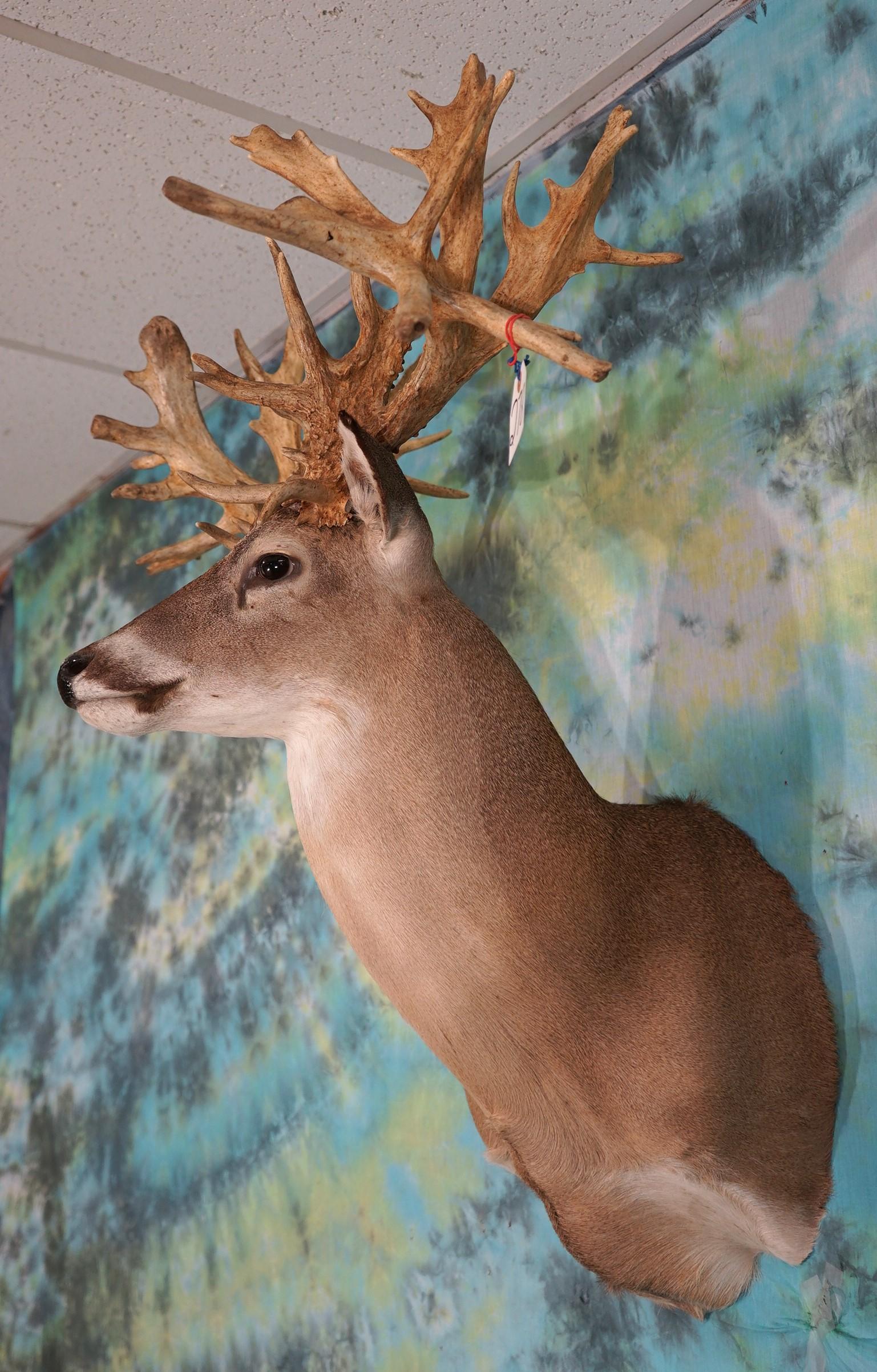 Madusa # 2 66pts. 285+ gross Monster Missouri Whitetail Deer Shoulder Taxidermy Mount