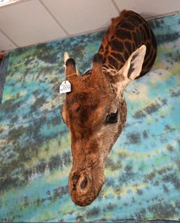 Cool Giraffe Neck Taxidermy Mount