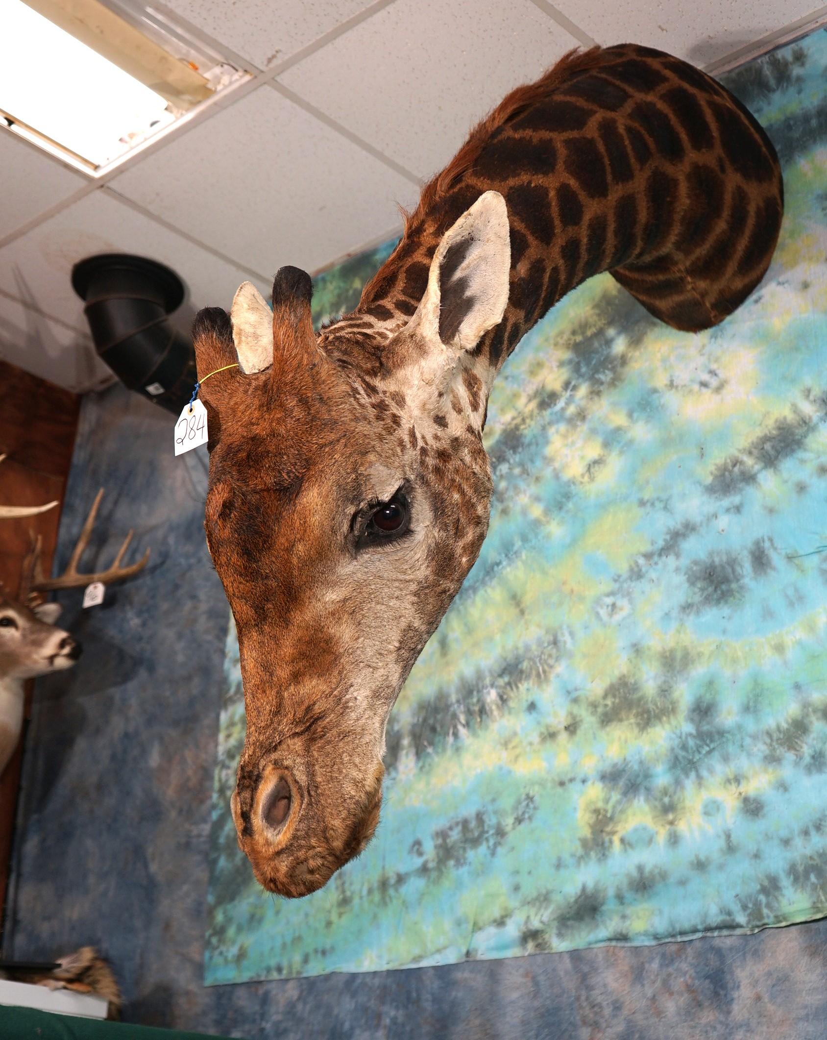 Cool Giraffe Neck Taxidermy Mount