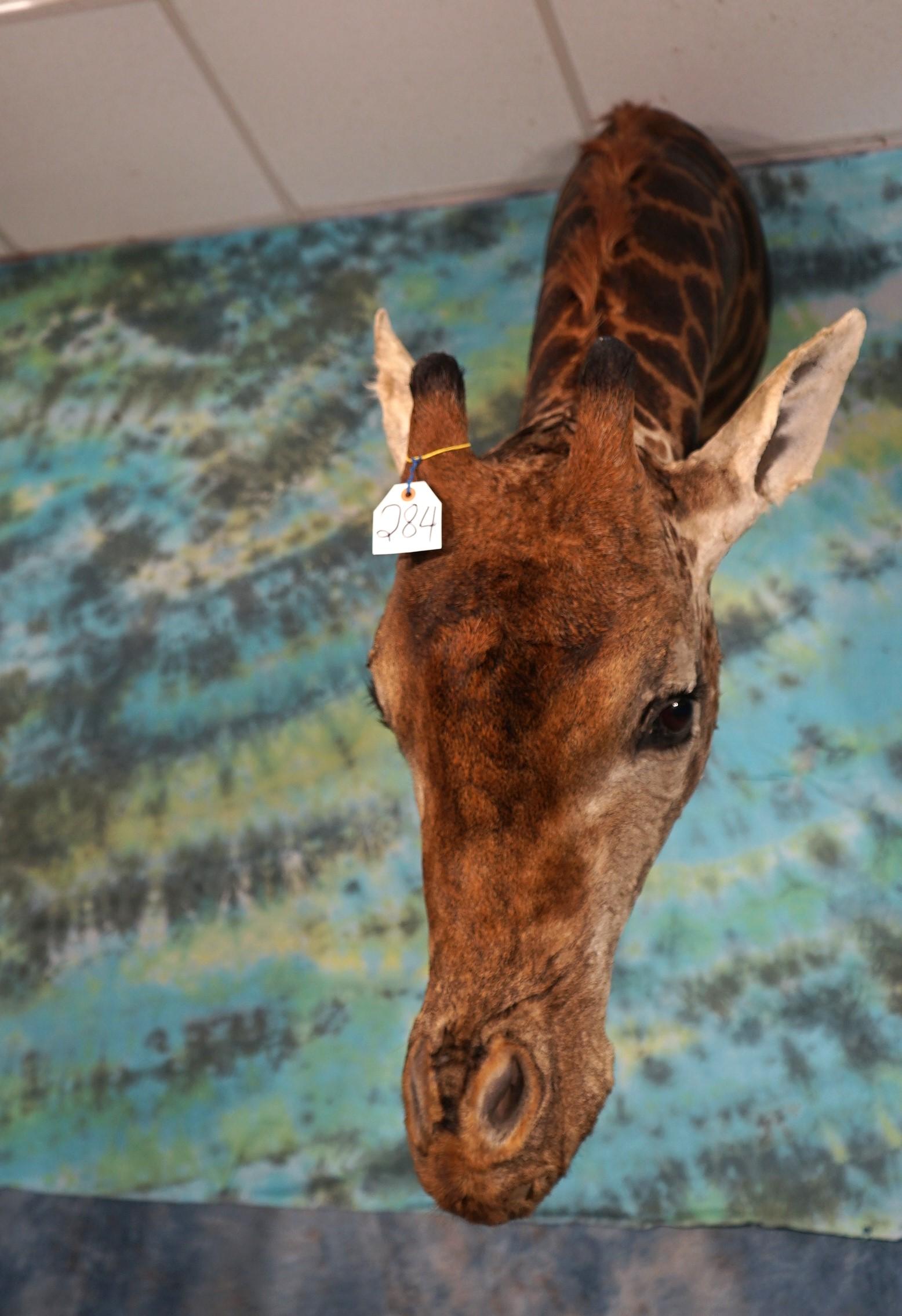 Cool Giraffe Neck Taxidermy Mount