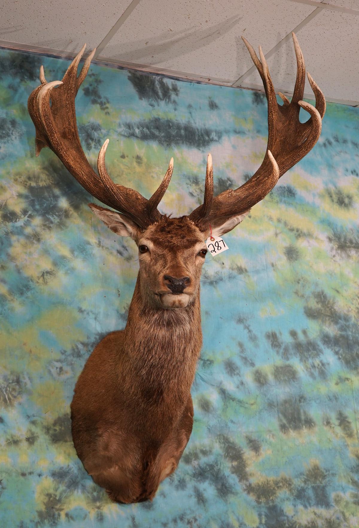 Giant Gold Medal Record Book 9 x 15 Red Stag Shoulder Taxidermy Mount