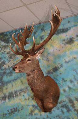 Giant Gold Medal Record Book 9 x 15 Red Stag Shoulder Taxidermy Mount