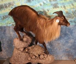 Full Body Himalayan Tahr Taxidermy Mount