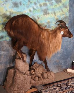 Full Body Himalayan Tahr Taxidermy Mount