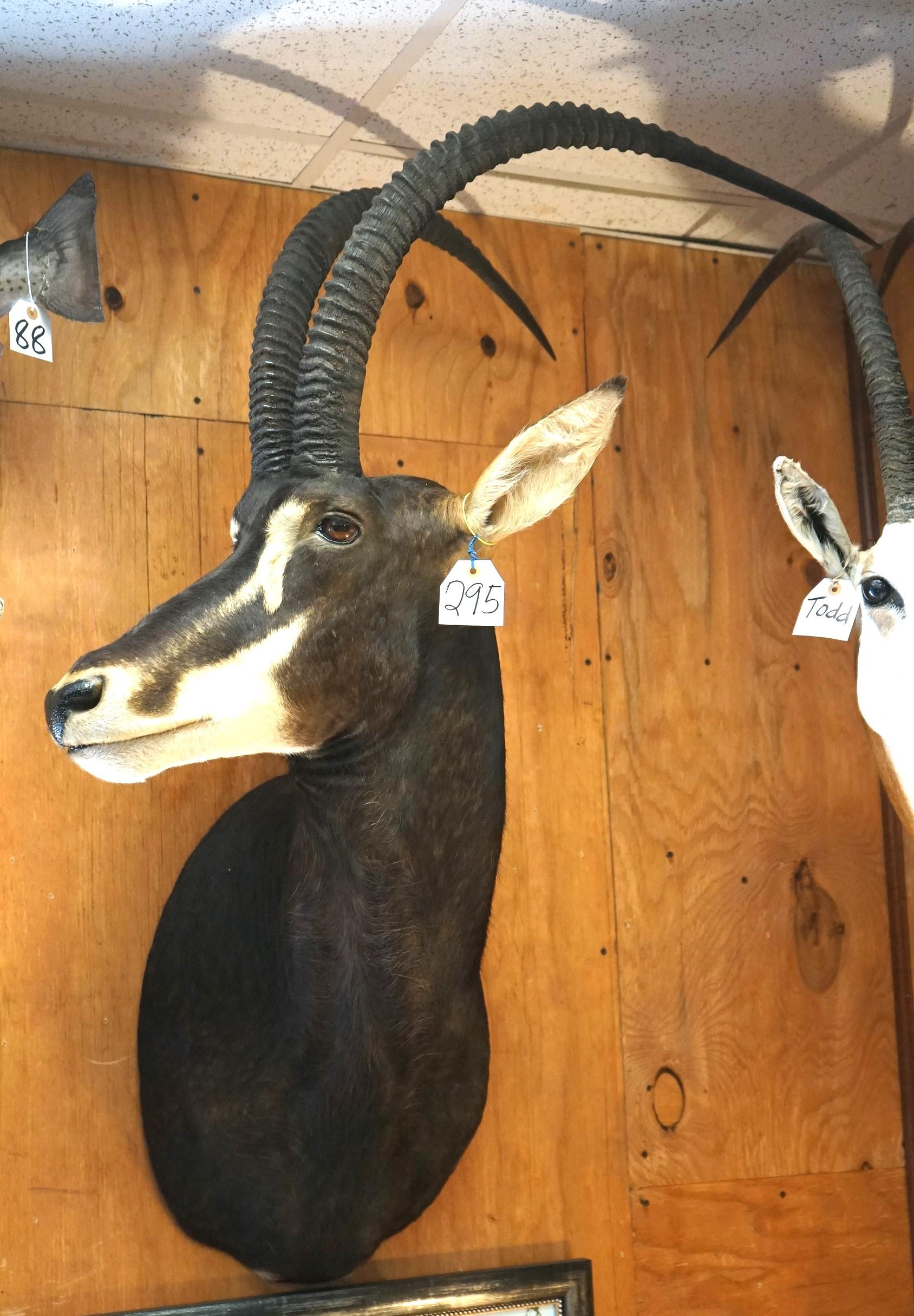 African Sable Antelope Shoulder Taxidermy Mount