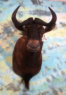 African Black Wildebeest Antelope Shoulder Taxidermy Mount