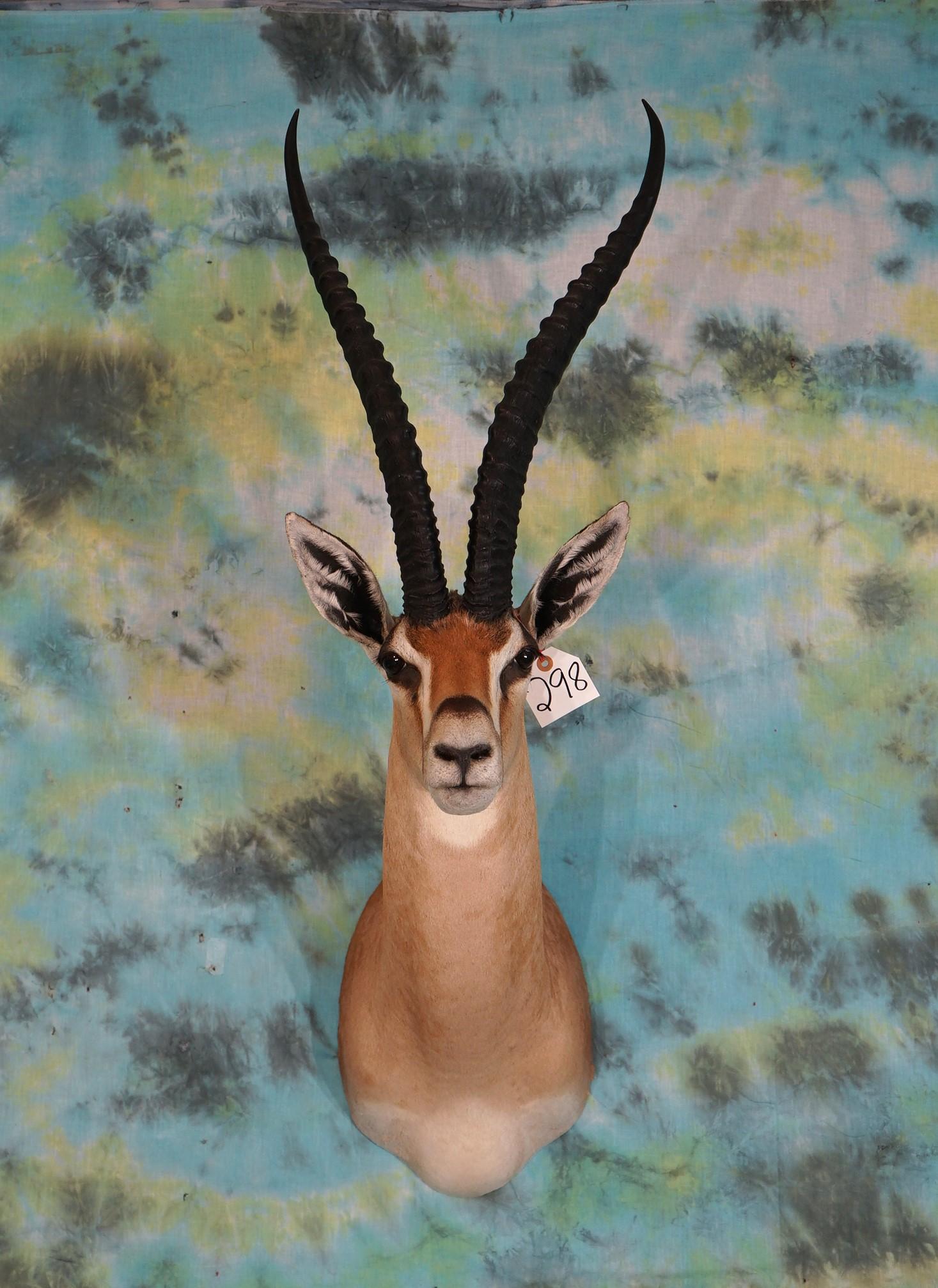 African Grant's Gazelle Shoulder Taxidermy Mount