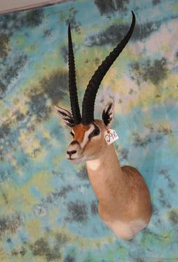 African Grant's Gazelle Shoulder Taxidermy Mount