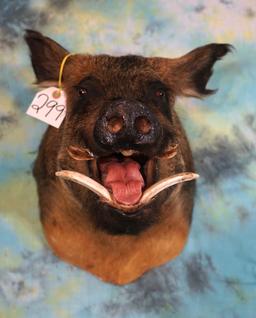 Wild Boar or "Feral Hog" Shoulder Taxidermy Mount