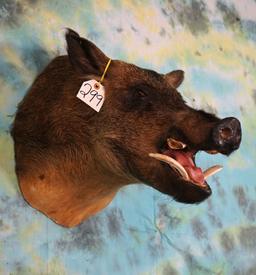 Wild Boar or "Feral Hog" Shoulder Taxidermy Mount