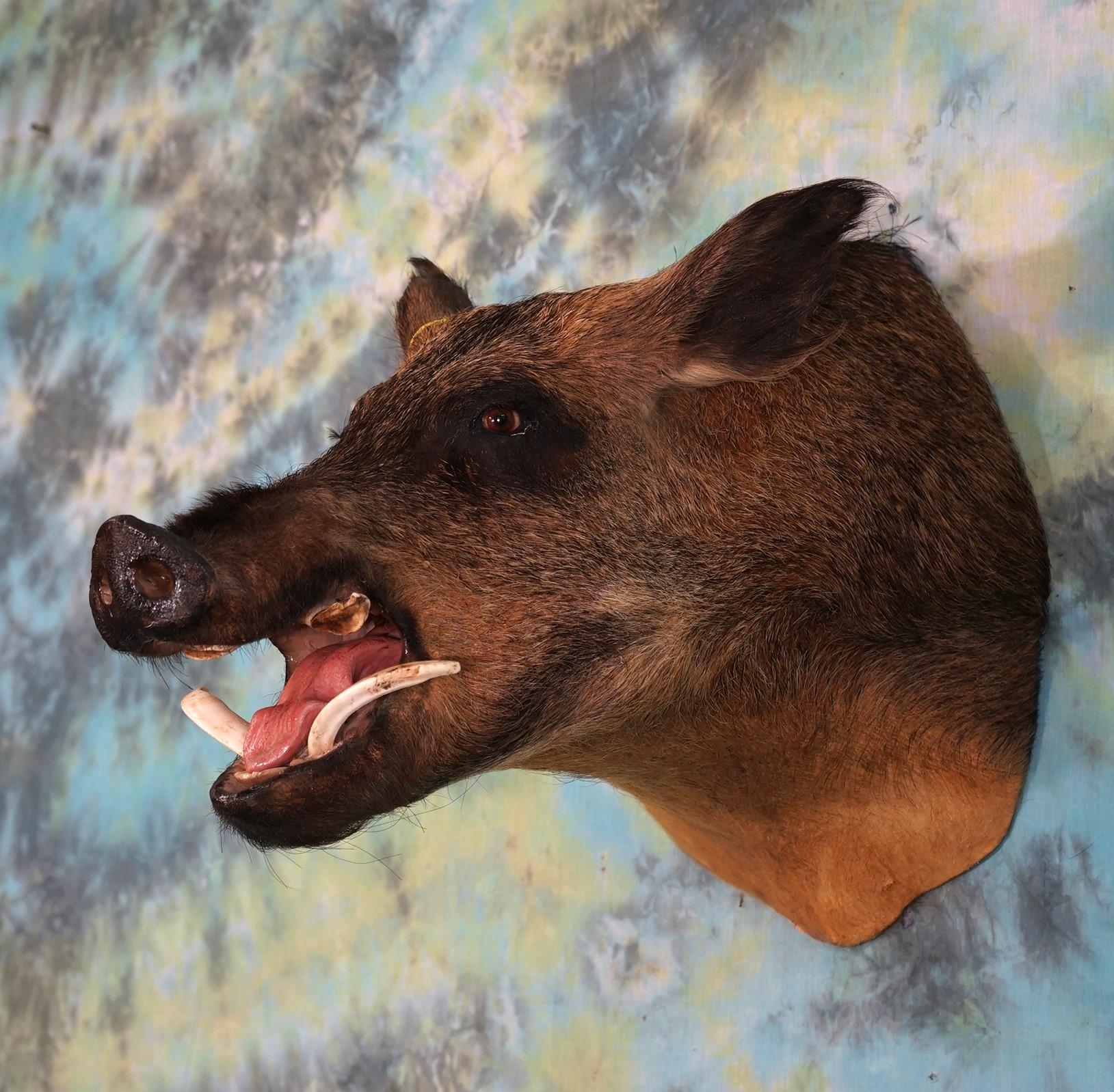 Wild Boar or "Feral Hog" Shoulder Taxidermy Mount