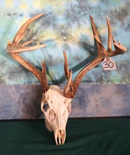 9 x 7 Non-Typical Whitetail Deer Skull Taxidermy