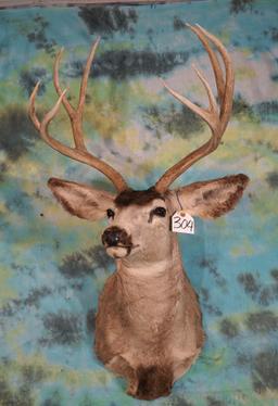 Mule Deer Shoulder Taxidermy Mount