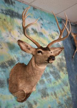 Mule Deer Shoulder Taxidermy Mount