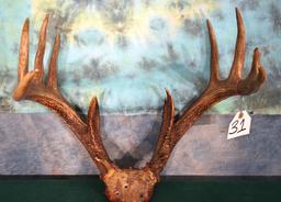 New York Catskill Mountain Whitetail Deer Antlers