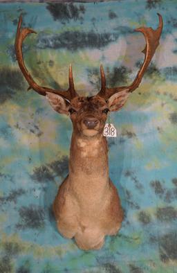 Record Book Golden Brown Fallow Deer Shoulder Taxidermy Mount