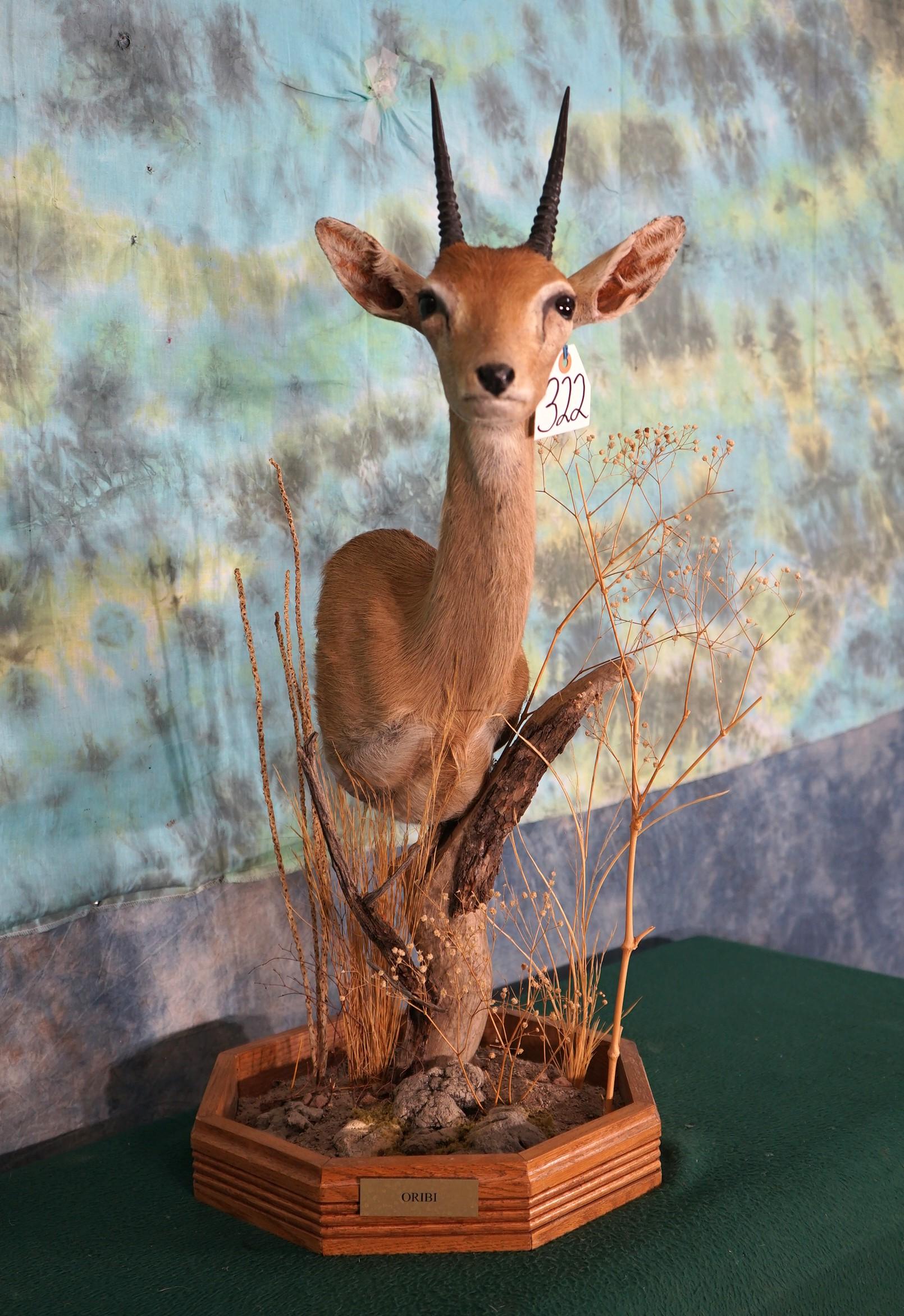 African Oribi Pygmy Antelope Shoulder Table Pedestal Taxidermy Mount