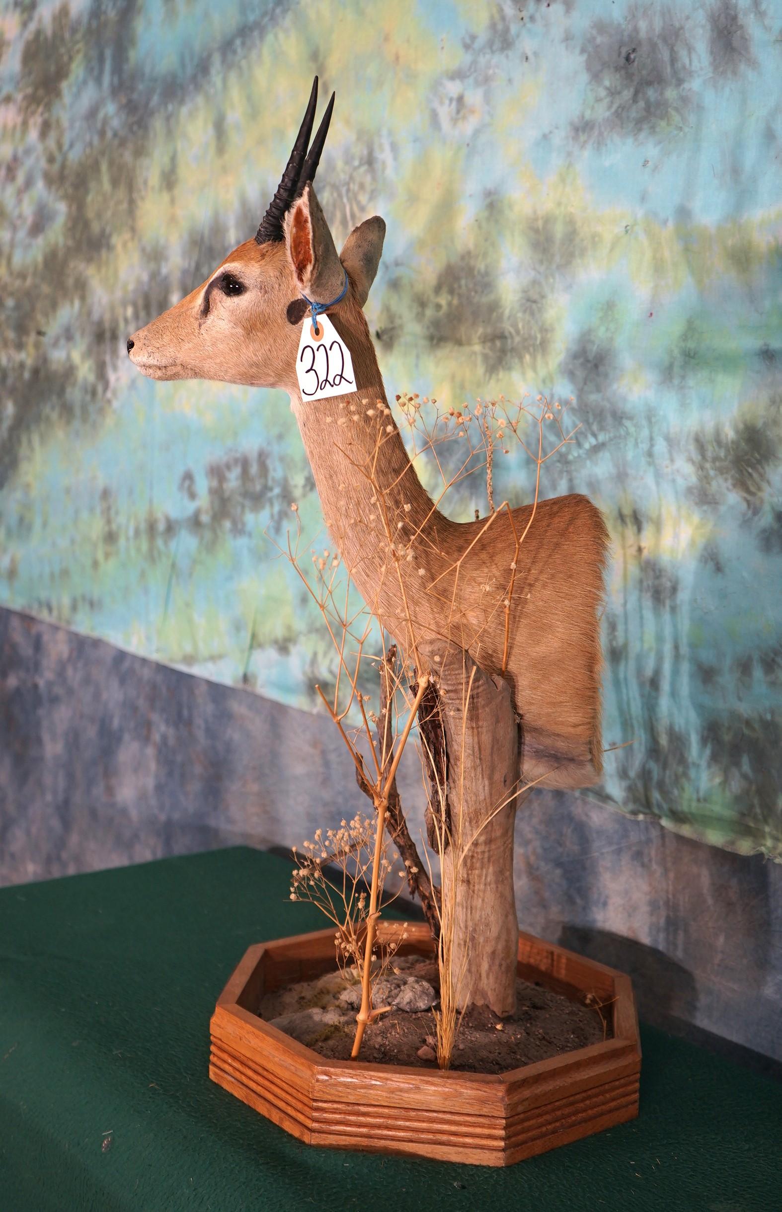 African Oribi Pygmy Antelope Shoulder Table Pedestal Taxidermy Mount