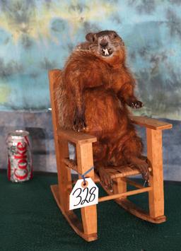 Full Body Mount Wood Chuck in Rocking Chair Novelty Taxidermy Mount