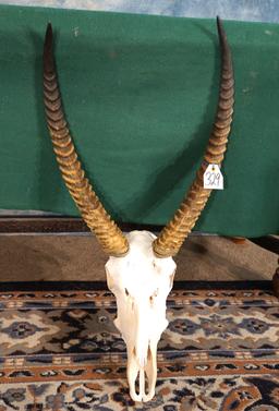 African Waterbuck Antelope Skull Taxidermy